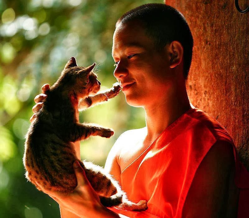 monk-with-cat
